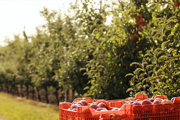 zbiór jabłek w skrzynce w sadzie 